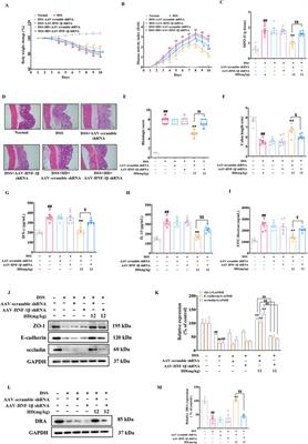 p-hydroxy benzaldehyde attenuates intestinal epithelial barrier dysfunction caused by colitis via activating the HNF-1β/SLC26A3 pathway